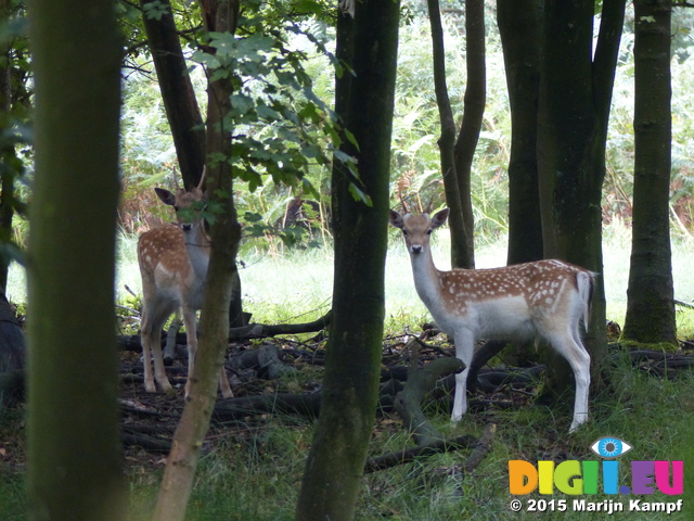 FZ019687 Curious Fallow deer (Dama dama)